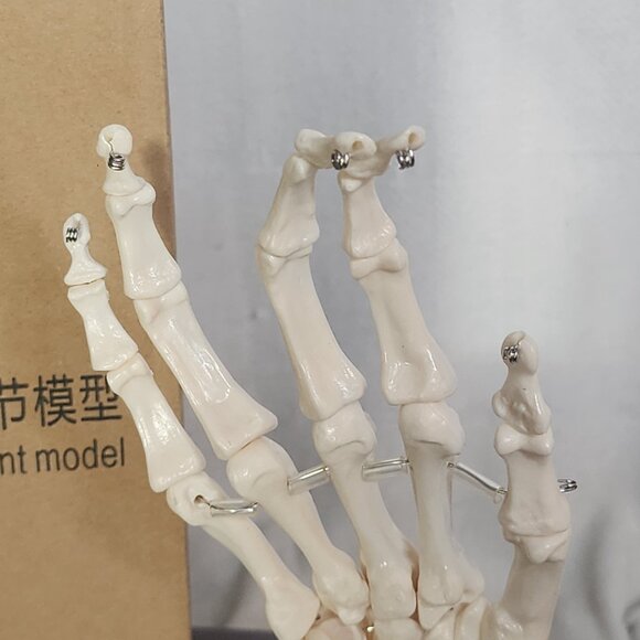 Human Hand Articulated Joint Model on Base - Picture 16 of 16